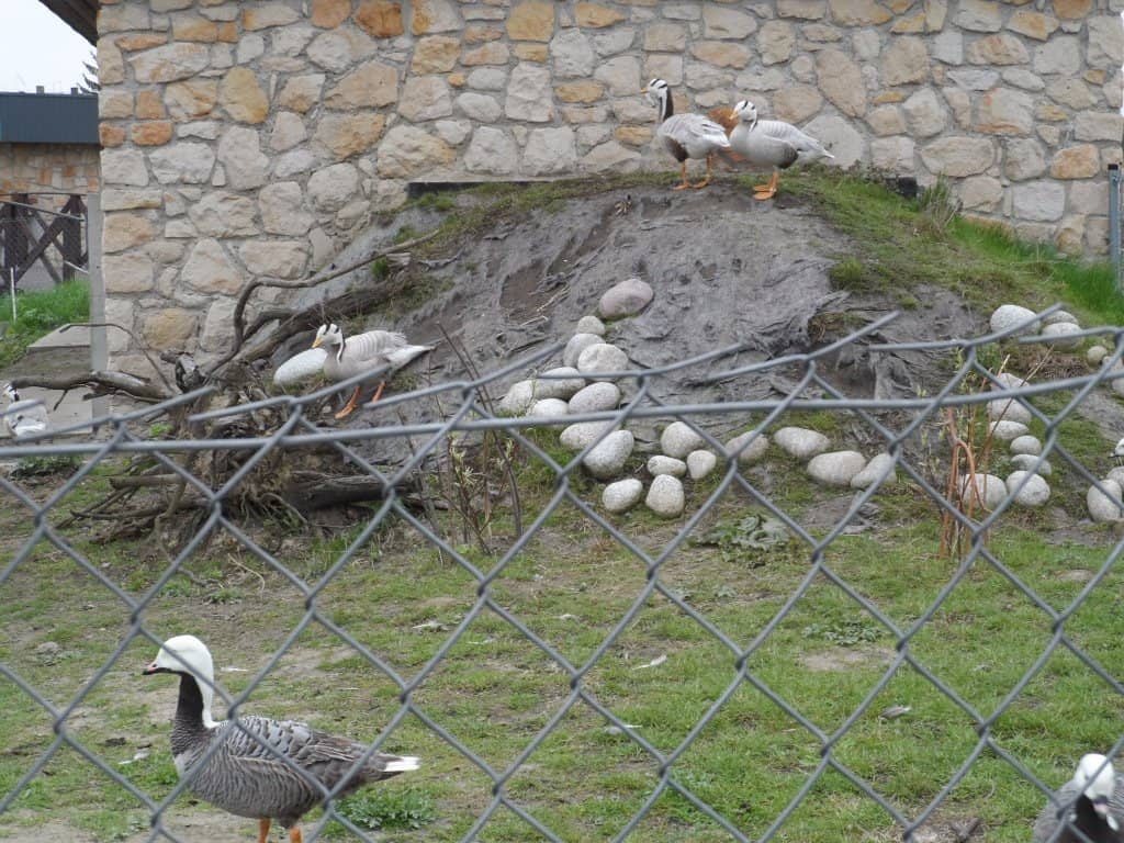 Spacious Mammal Habitats