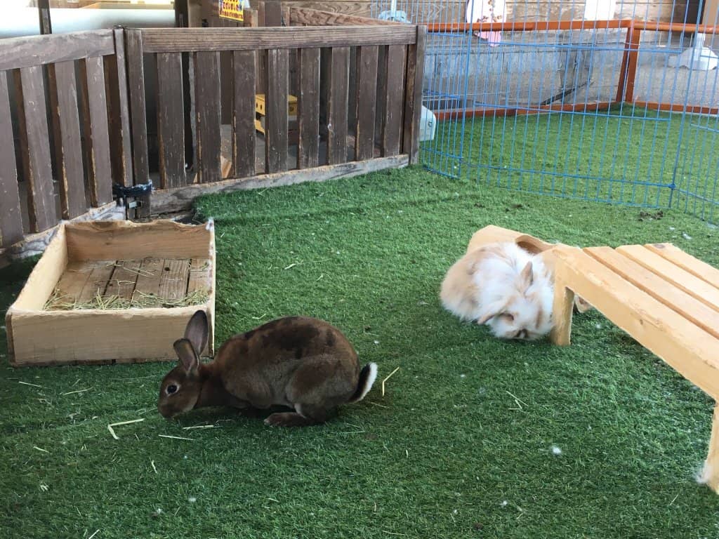 Rabbit-Themed Souvenirs