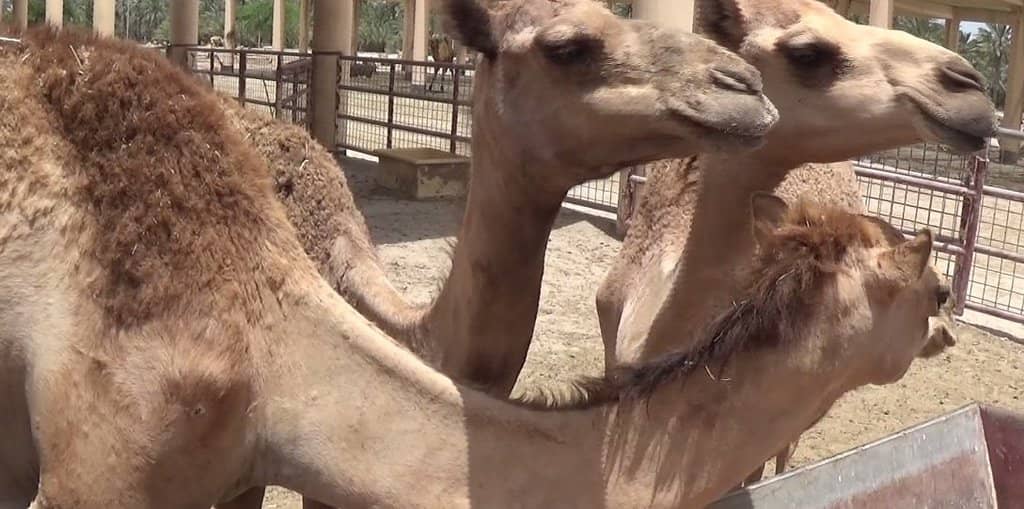 Curious Camels