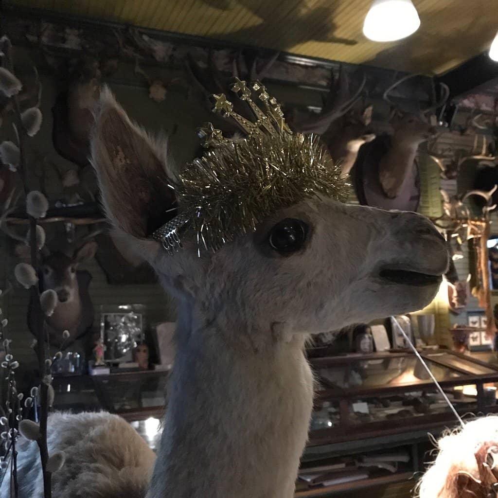 Eclectic Art & Taxidermy