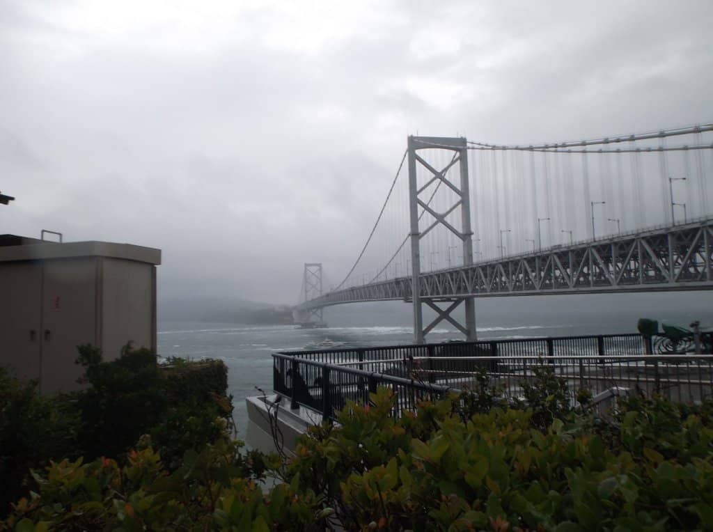 Potential Tanuki Sightings