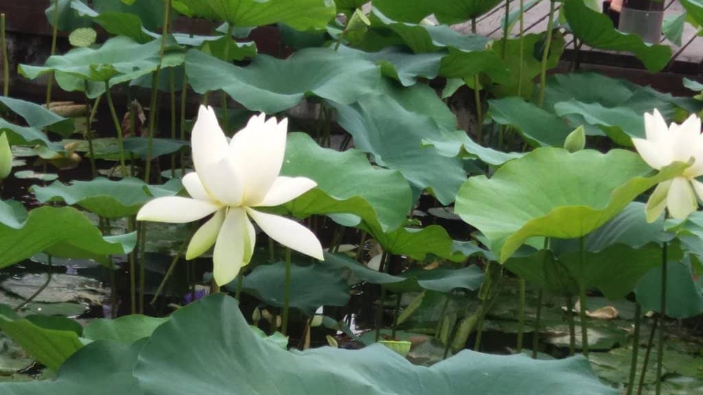The Grand Lotus Pond