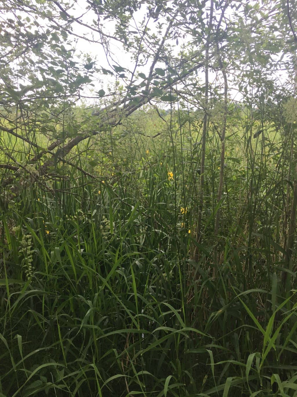 Blackberry Picking (Seasonal)