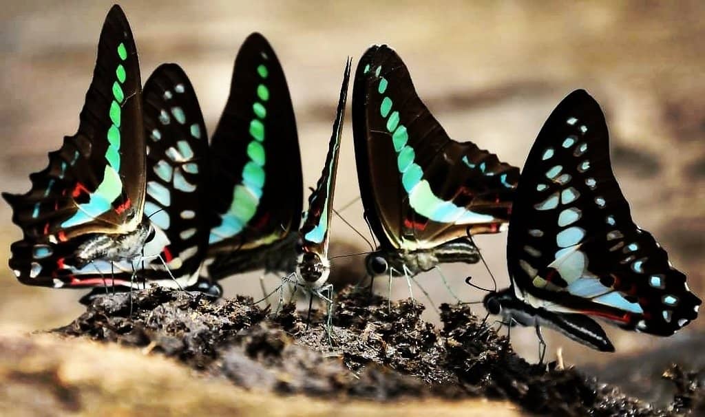 Forest Trek to Waterfalls