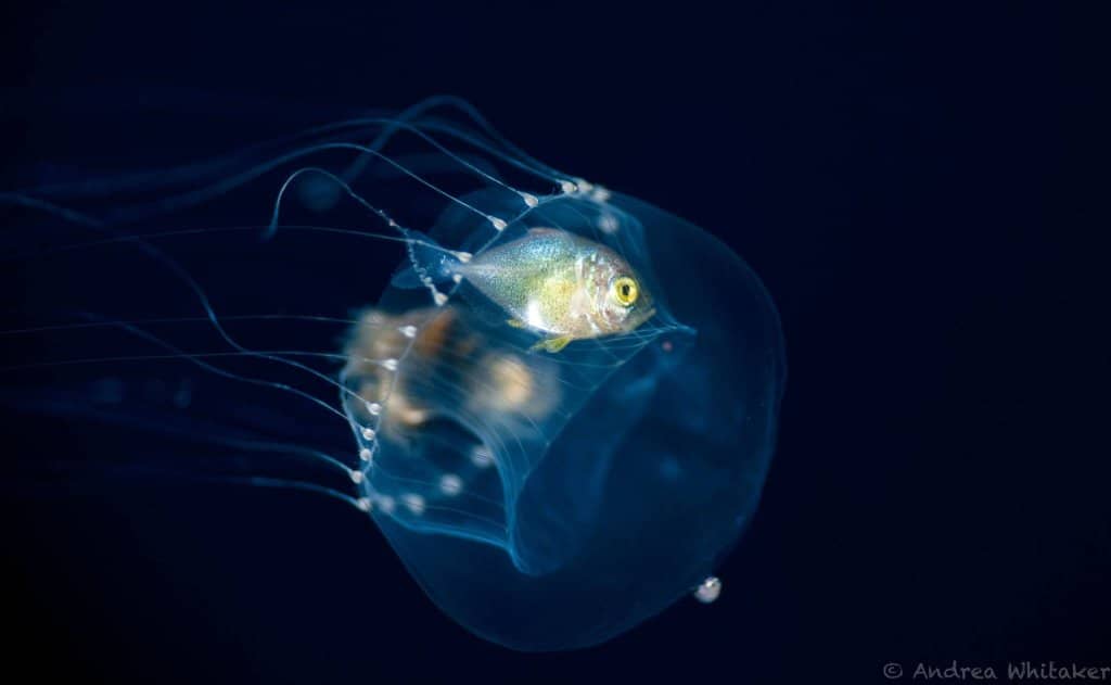 Reef Diving Adventures