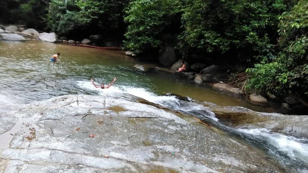 Lush Forest Surroundings