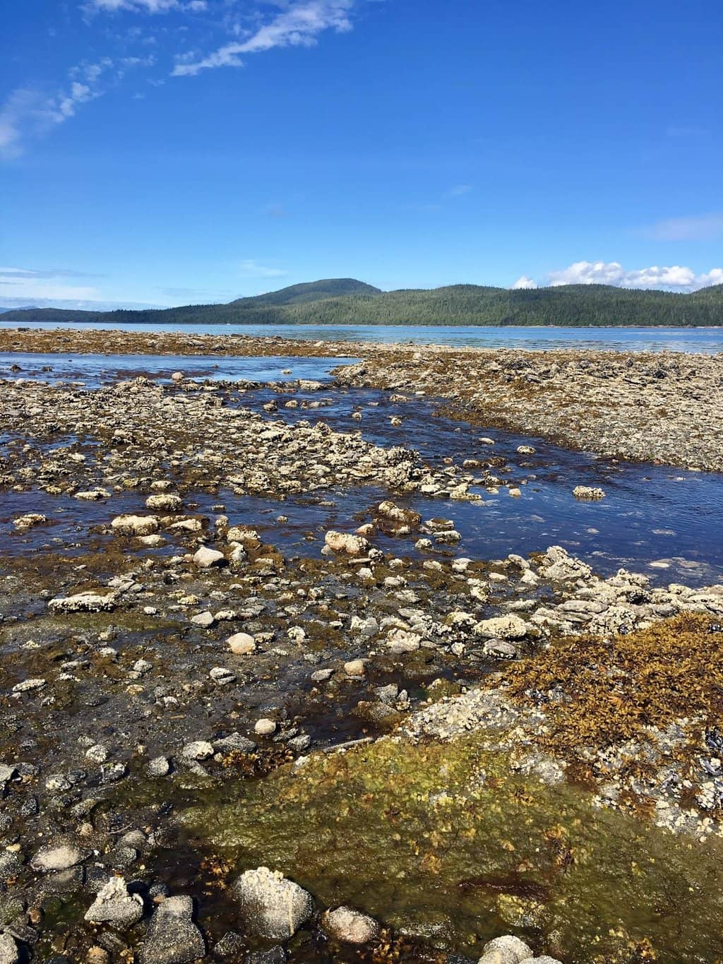 Salmon Run Spectacle