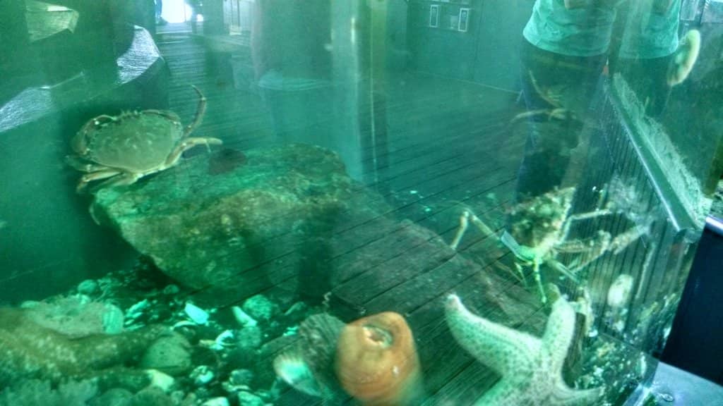 Interactive Touch Pool