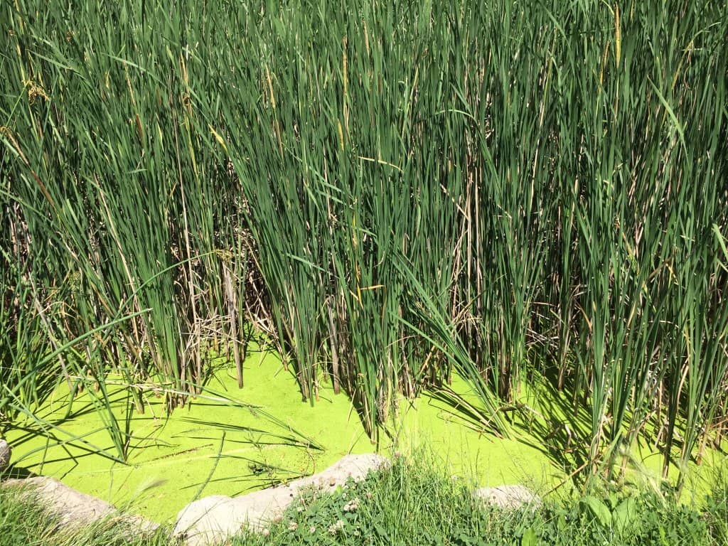 Kid-Friendly Playground