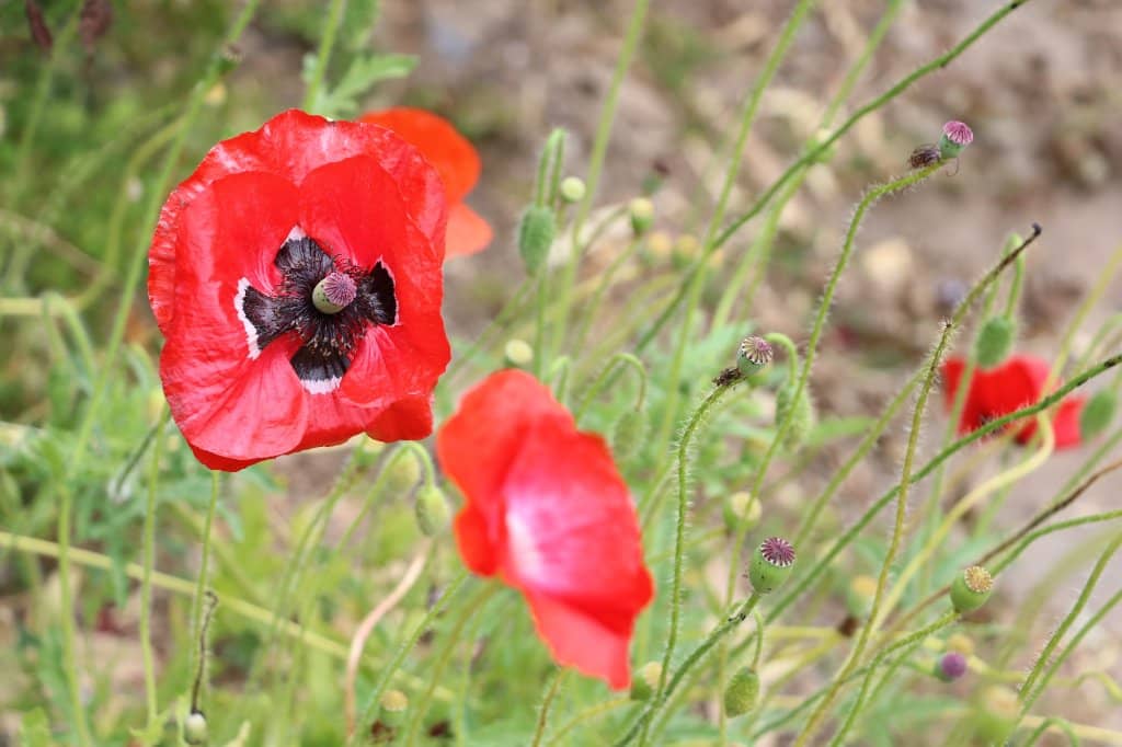 Zen Meditation (Zazen)