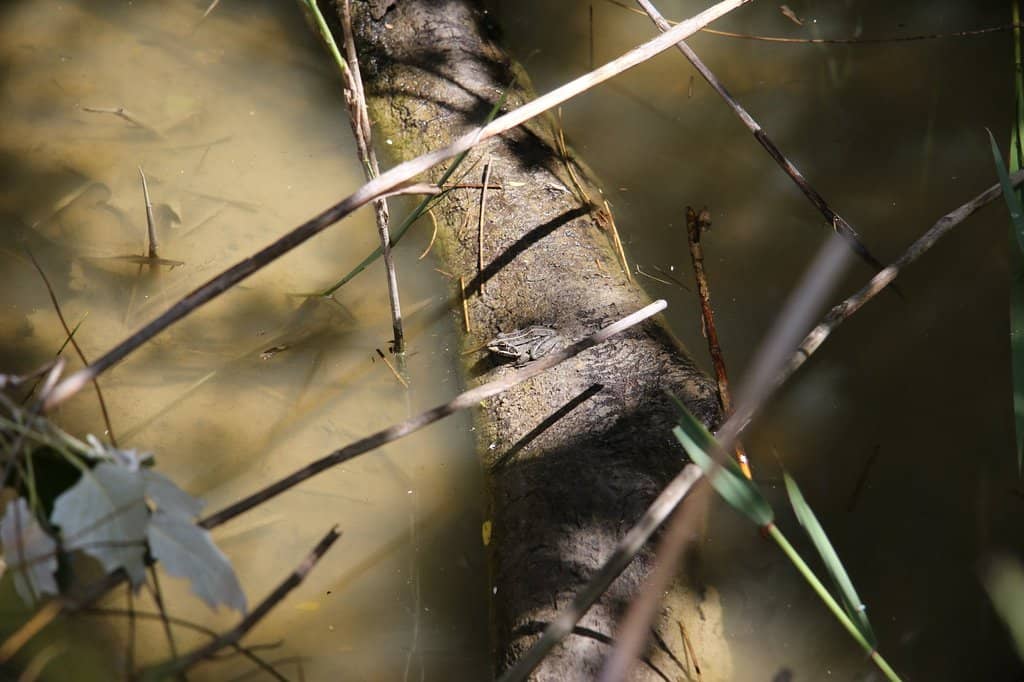 Accessible Walking Trail