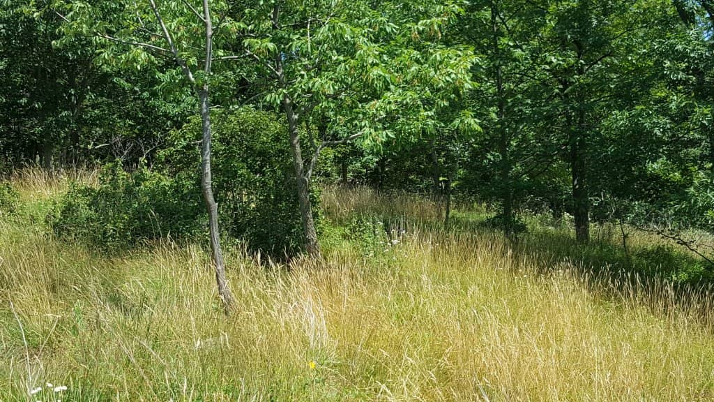 Wooded Hiking Trails