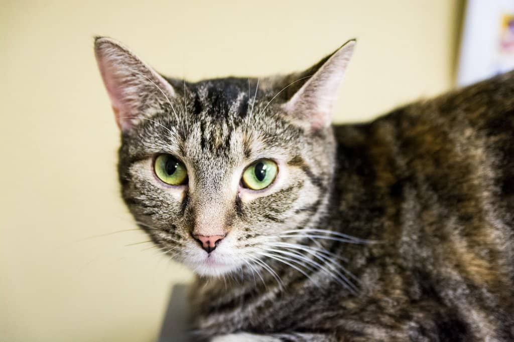 Specialty Coffee & Pastries