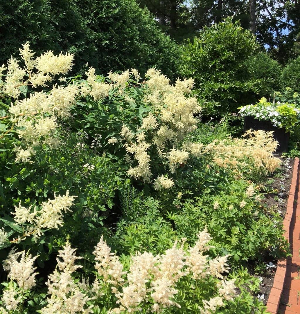 Vibrant Flower Displays