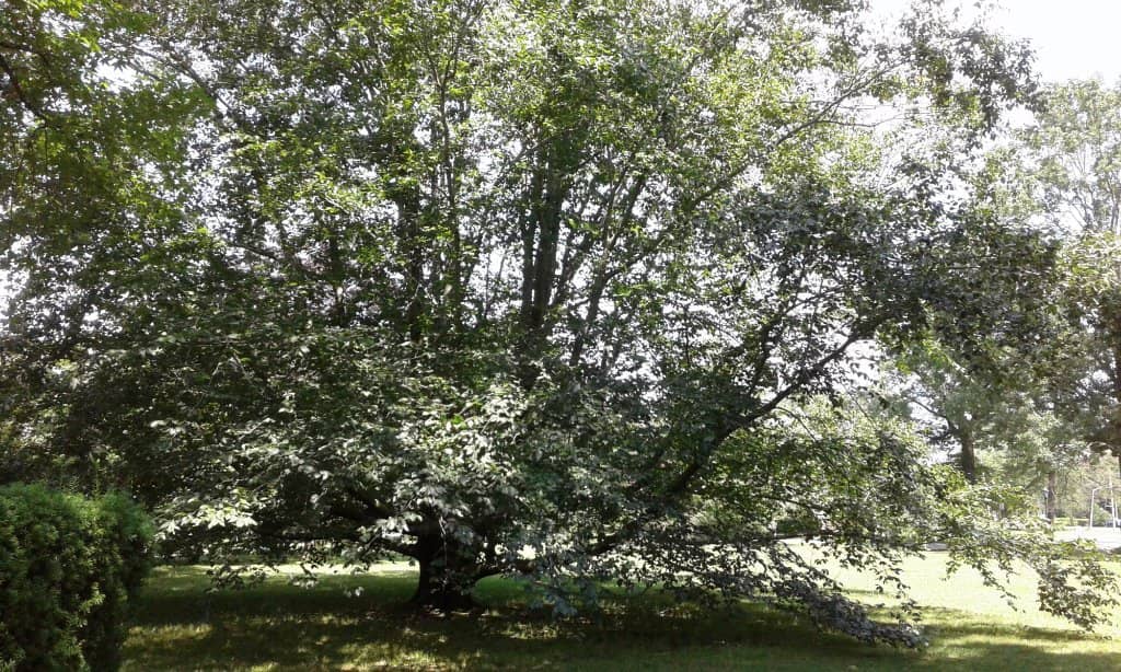 Peaceful Walking Trails