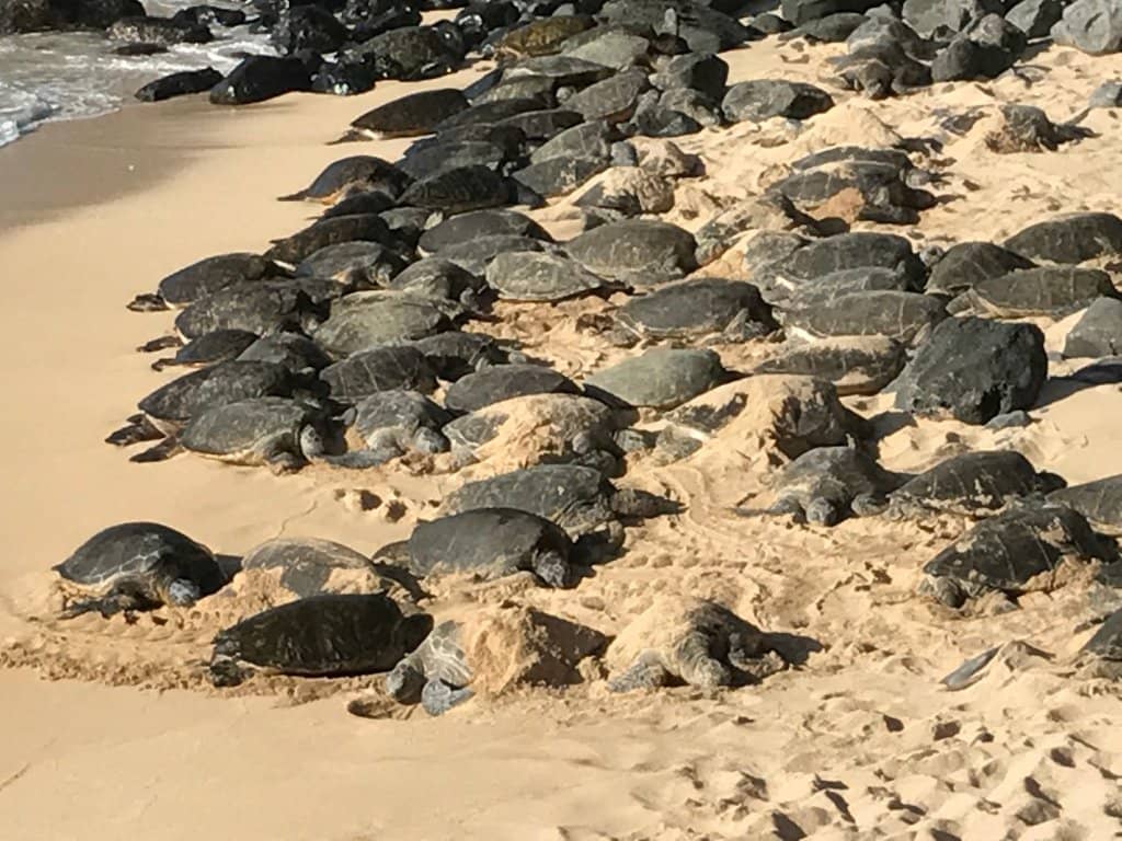 Scenic Lookout Points