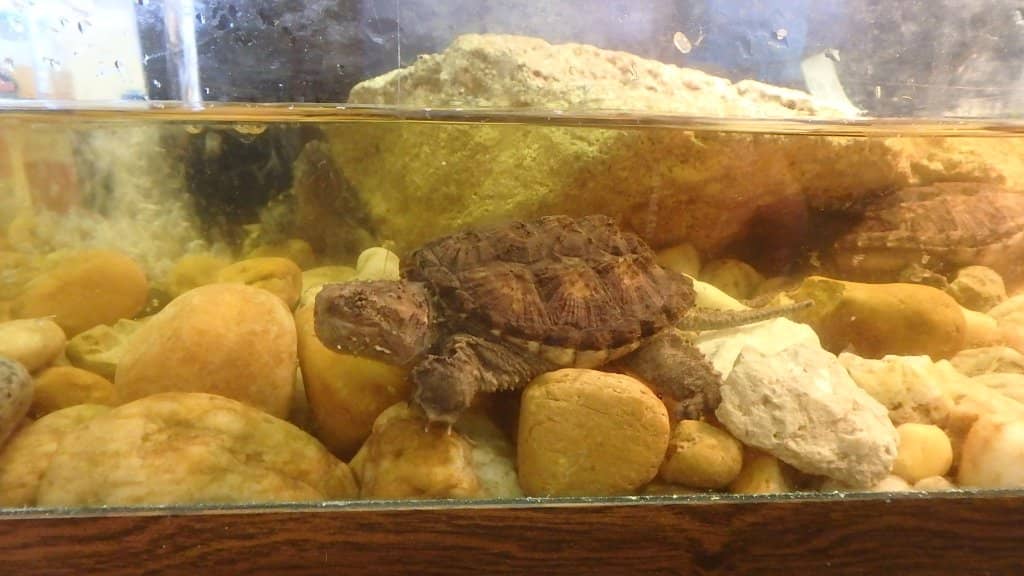 Interactive Touch Tank