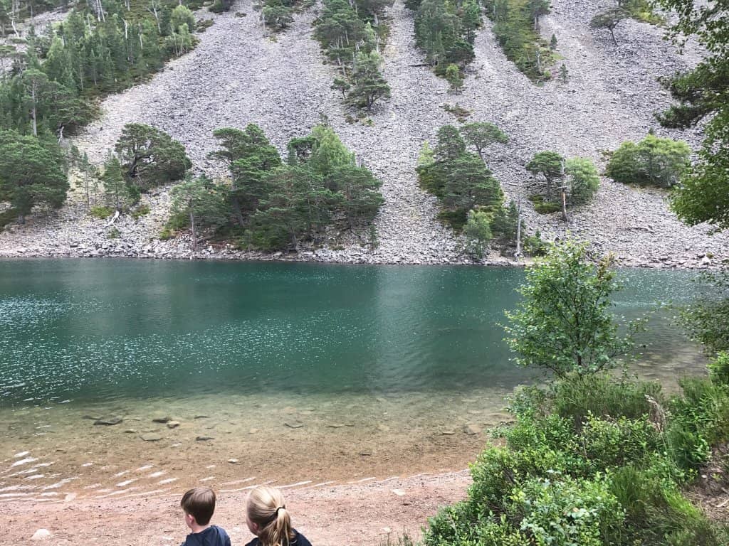 Enchanting Forest Walk