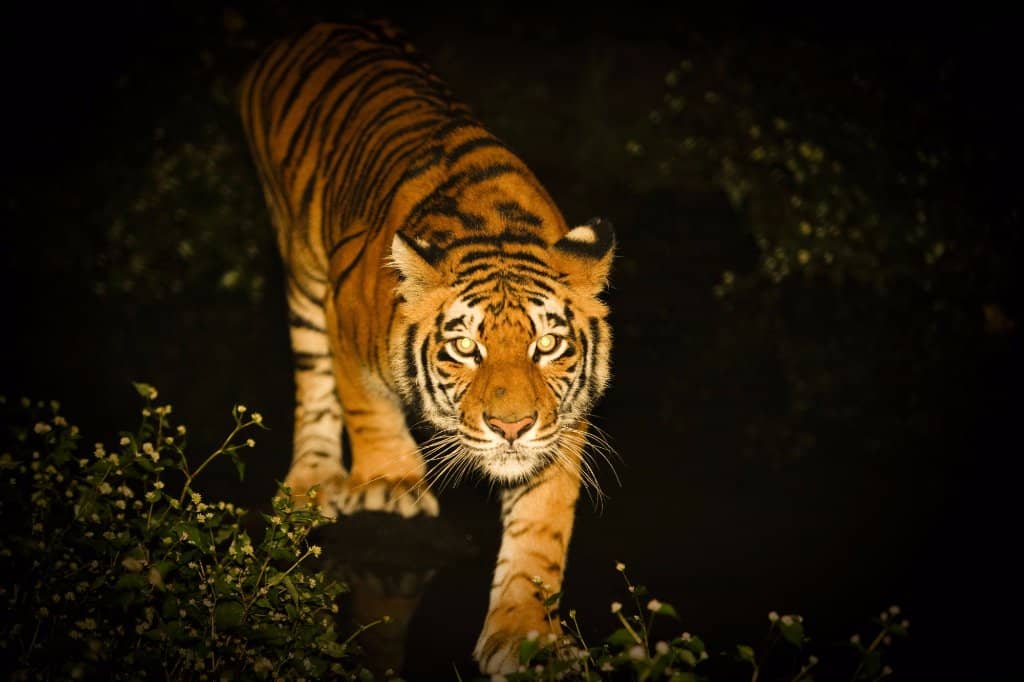 Lion & Tiger Encounters