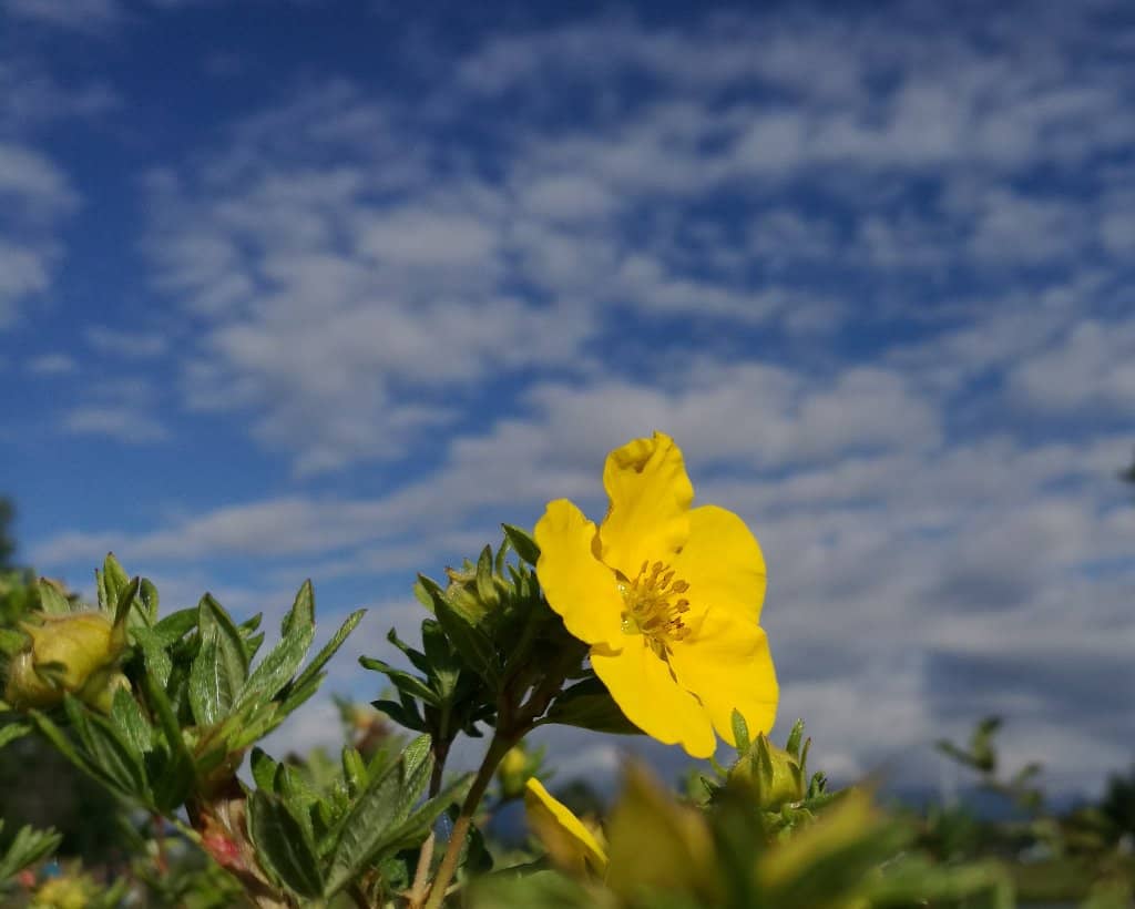 Seasonal Ice Skating