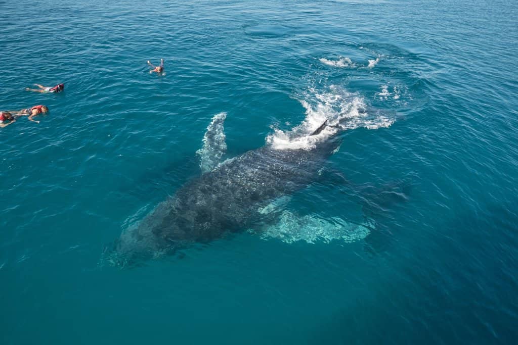 Whale Heritage Site Recognition