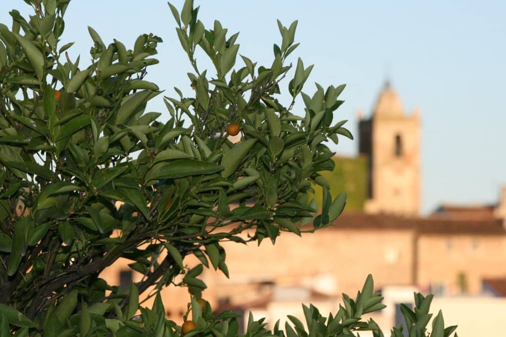 Exclusive House Wine