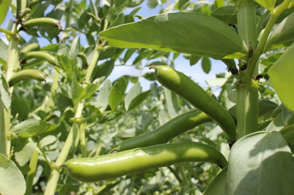 Pumpkin Parade (Autumn)