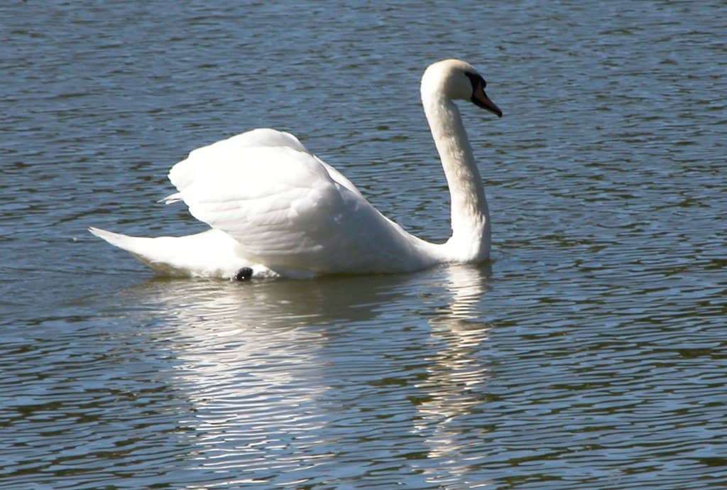 Kiwanis Pavilion Bandshell