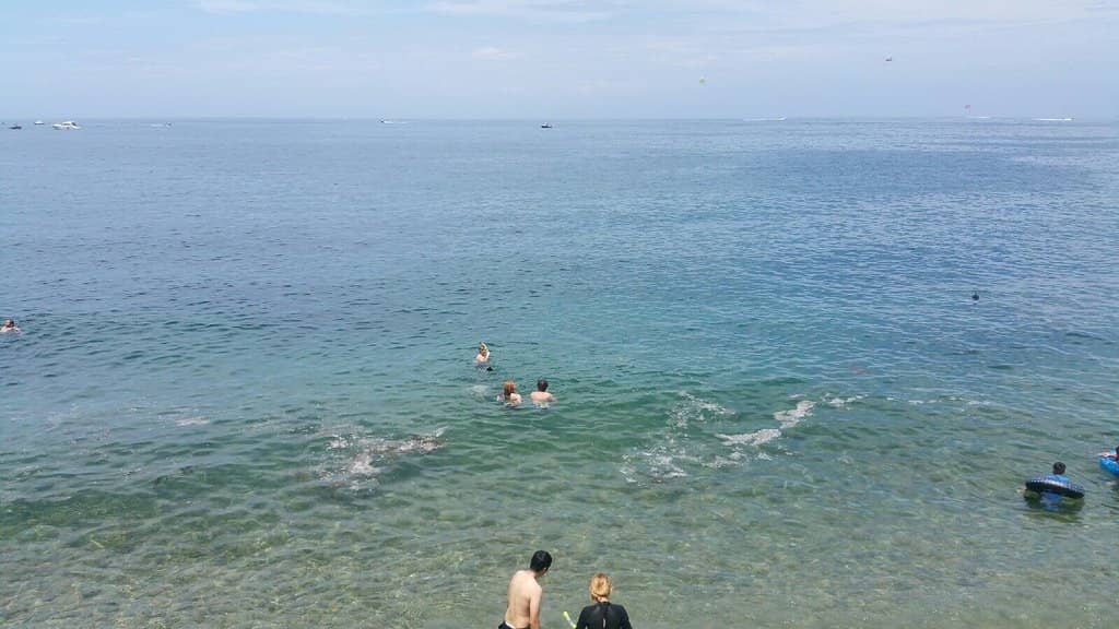 Vibrant Garibaldi Sightings