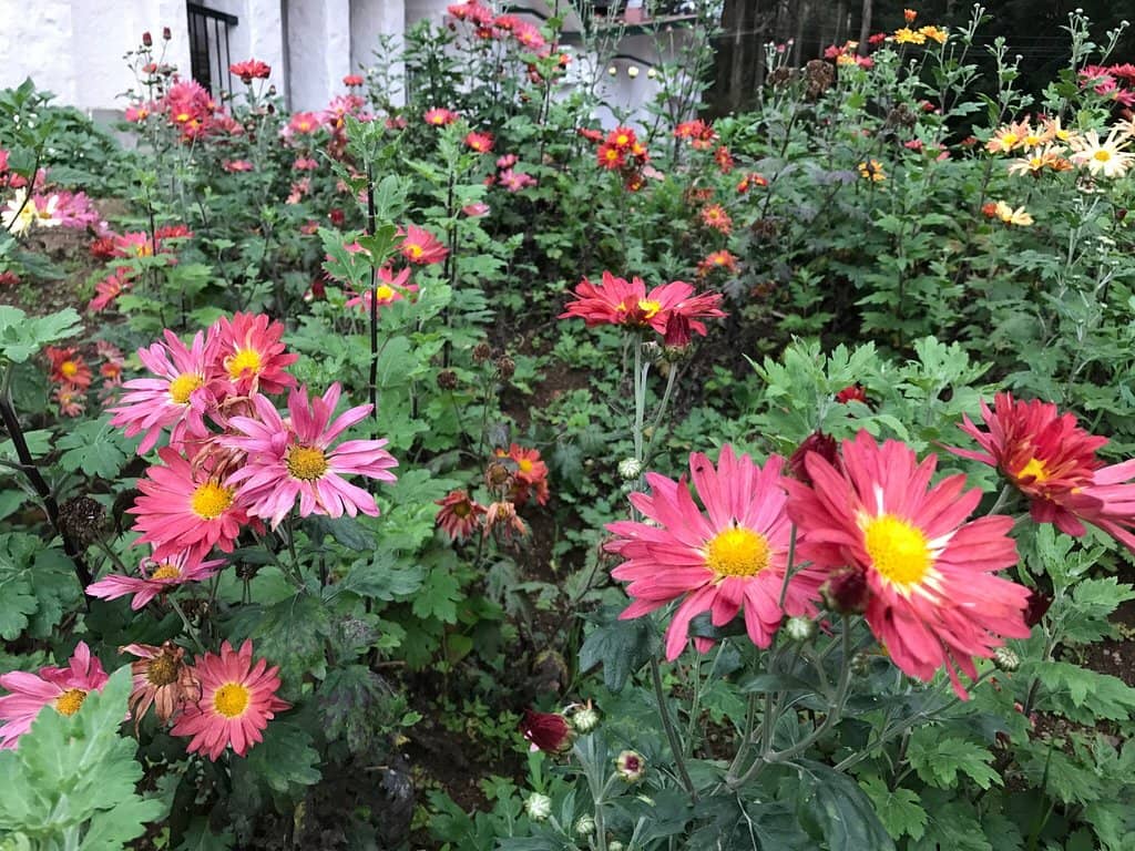 Unexpected Wildlife Encounters