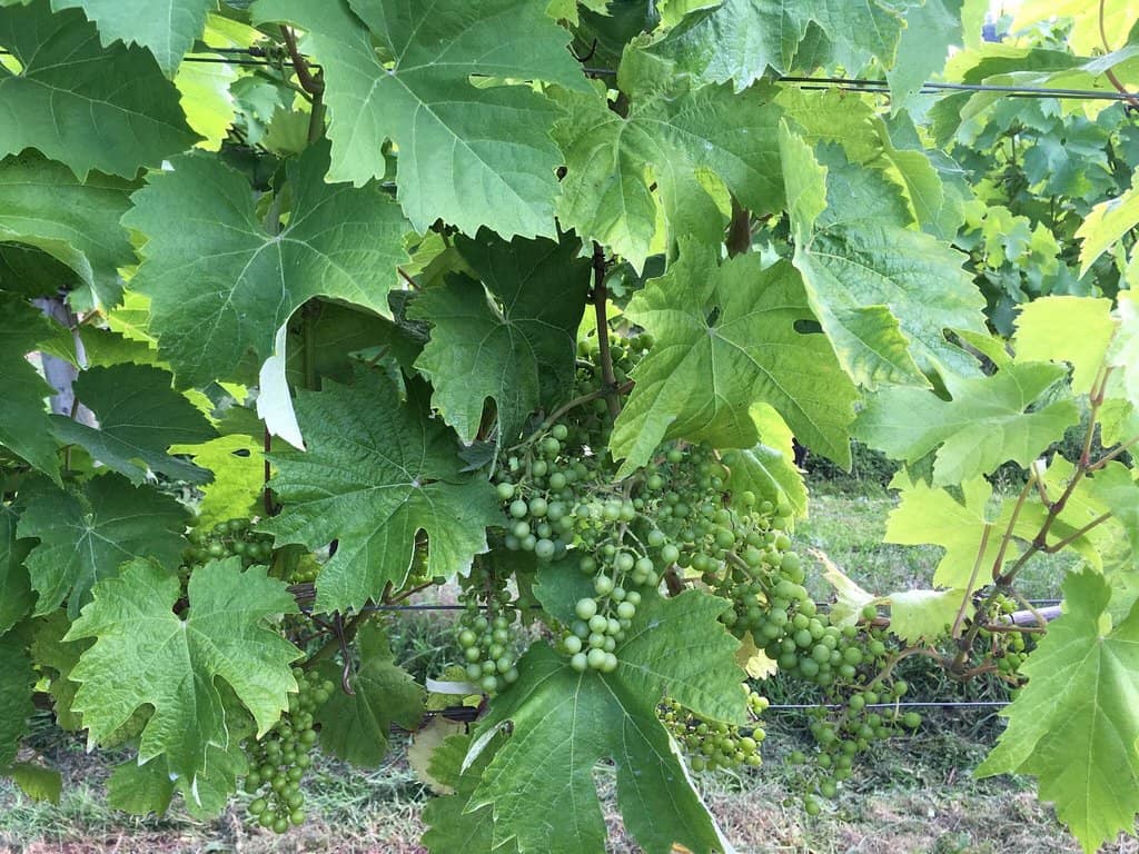 Vegan Gluten-Free Nut Roast