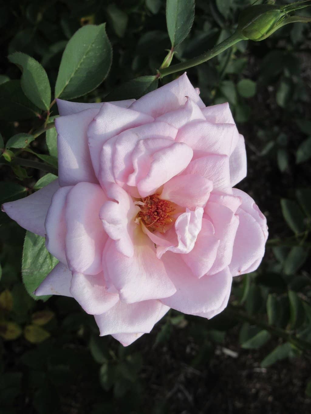 Scenic Walking Paths & Gardens