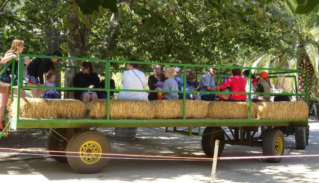 Farm Animal Encounters