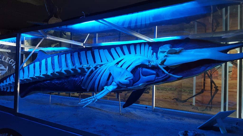 Rare & Unique Specimens