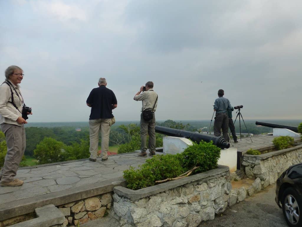 Selangor Silvered Langurs