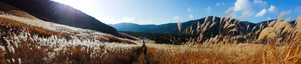 Golden Pampas Grass Fields
