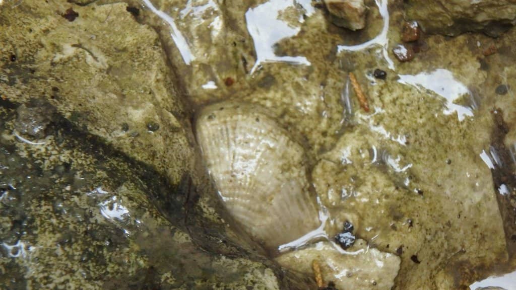 Peaceful Forest Paths