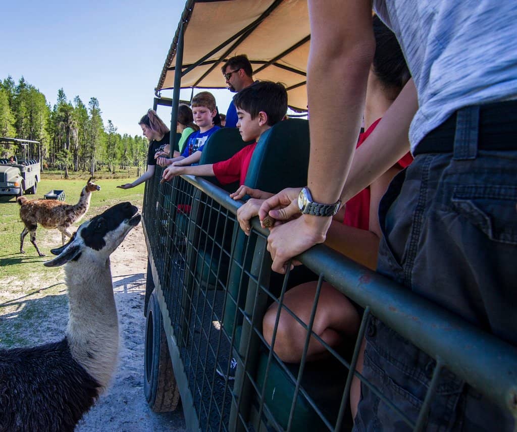 Lemur Feeding Encounter