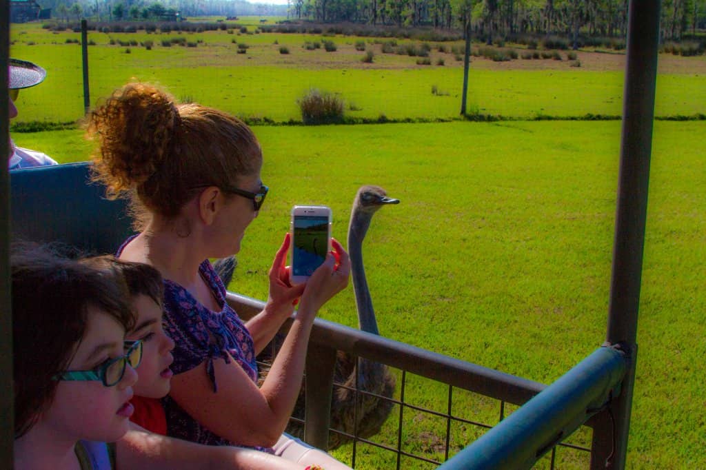 Drive-Thru Safari Adventure