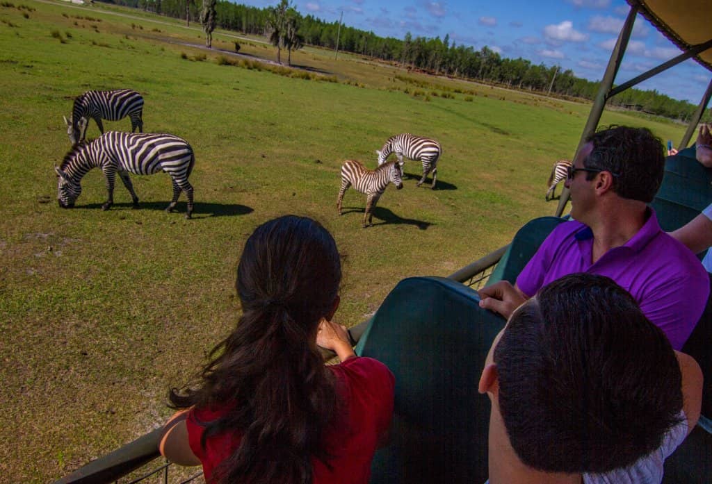 Exotic Animal Sightings