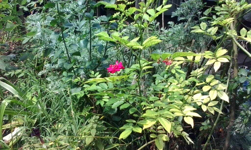 Sustainable Living Points