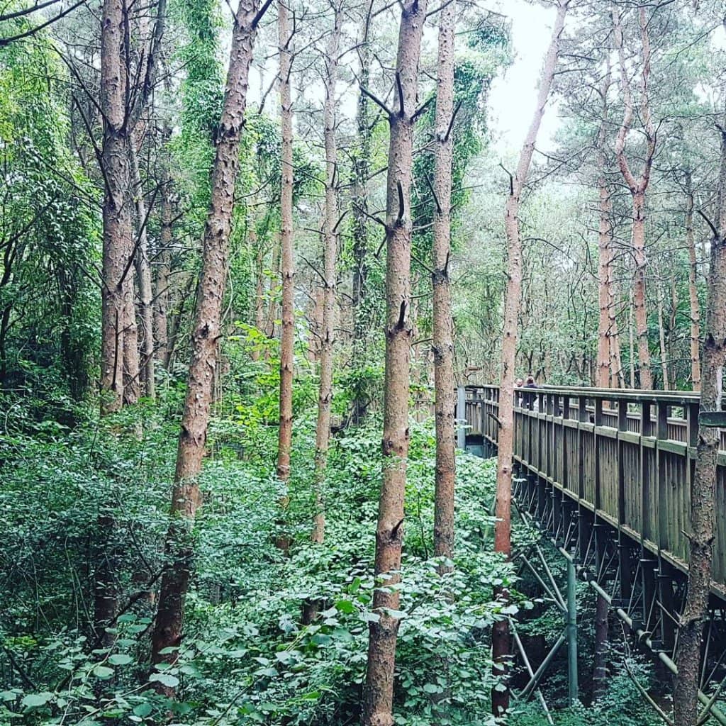 Go Ape Treetop Adventure