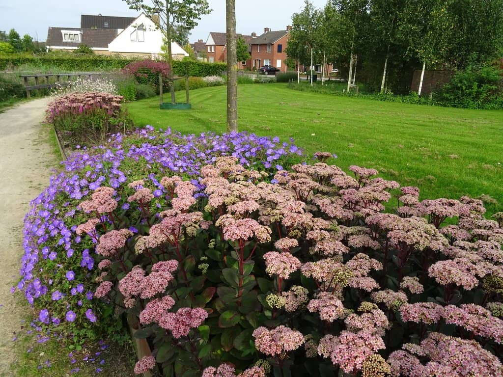 Koolhaas's Architectural Vision