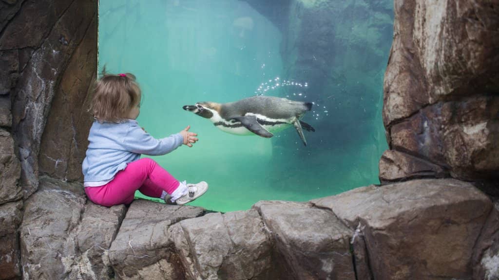 Majestic Polar Bears