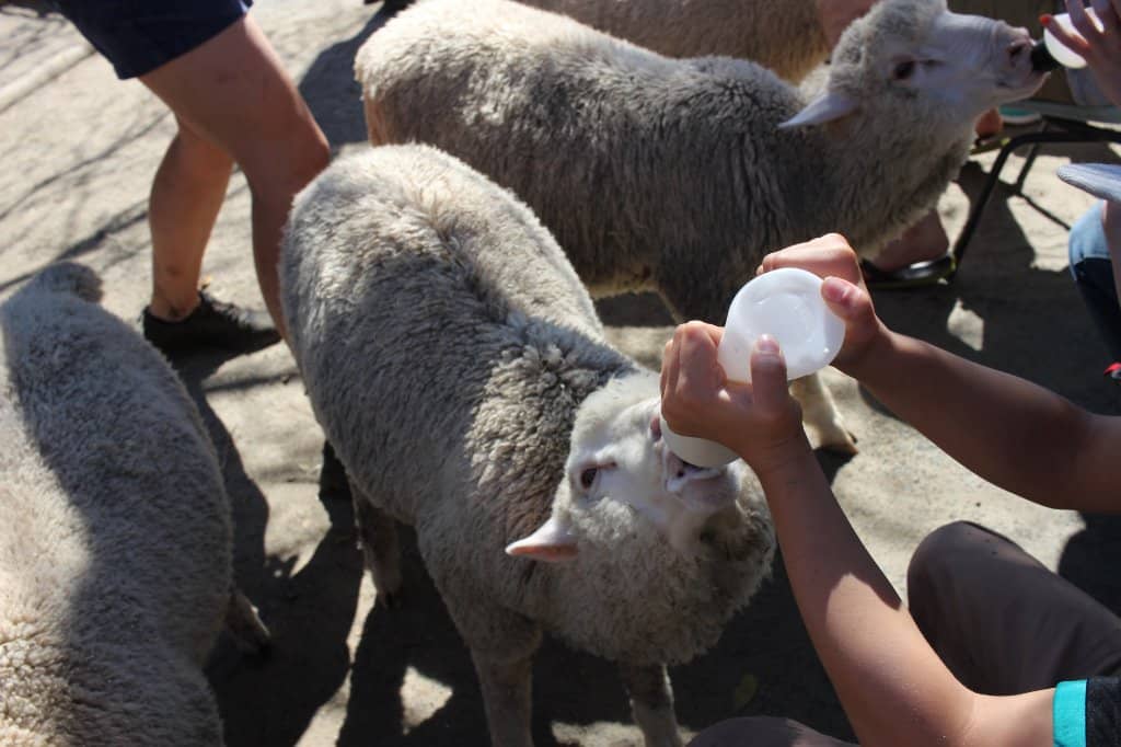 Tractor & Train Rides