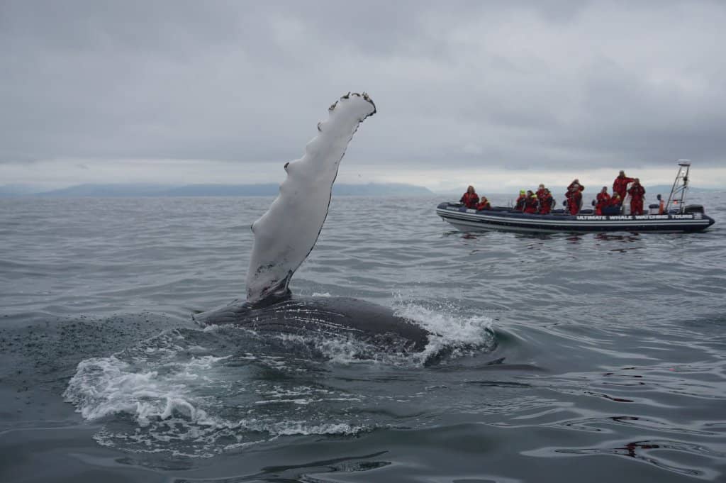 Minke Whales & Dolphins