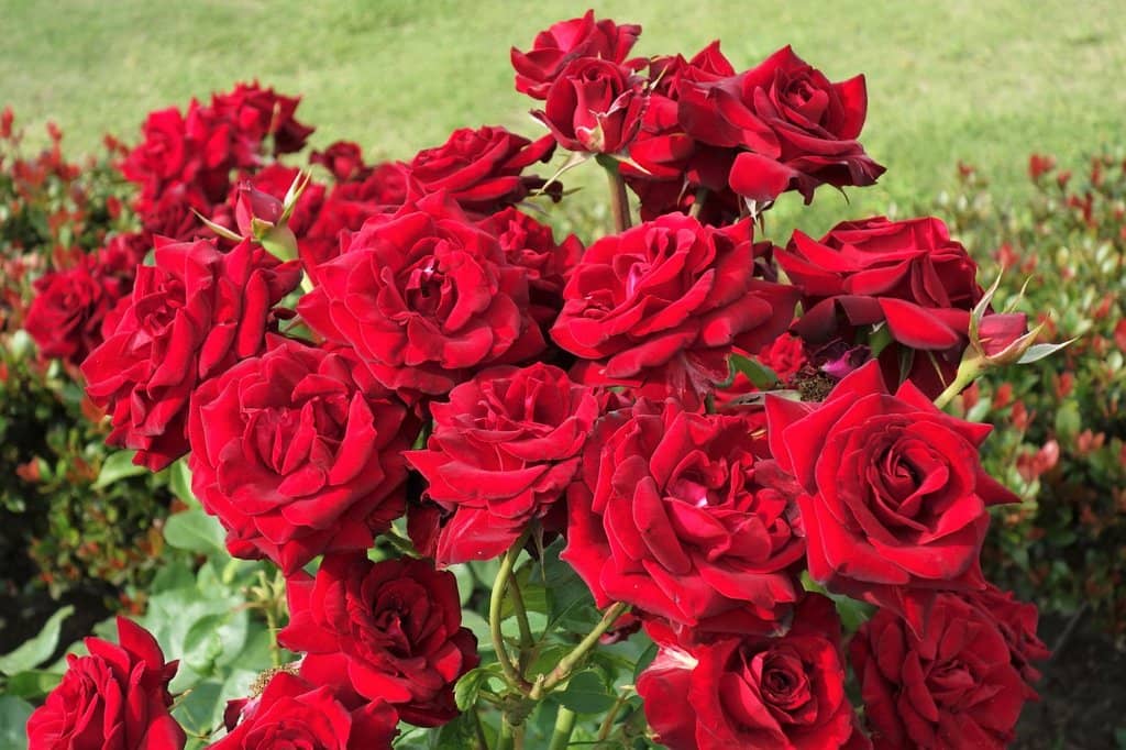 Wooden Boardwalk & Cafe