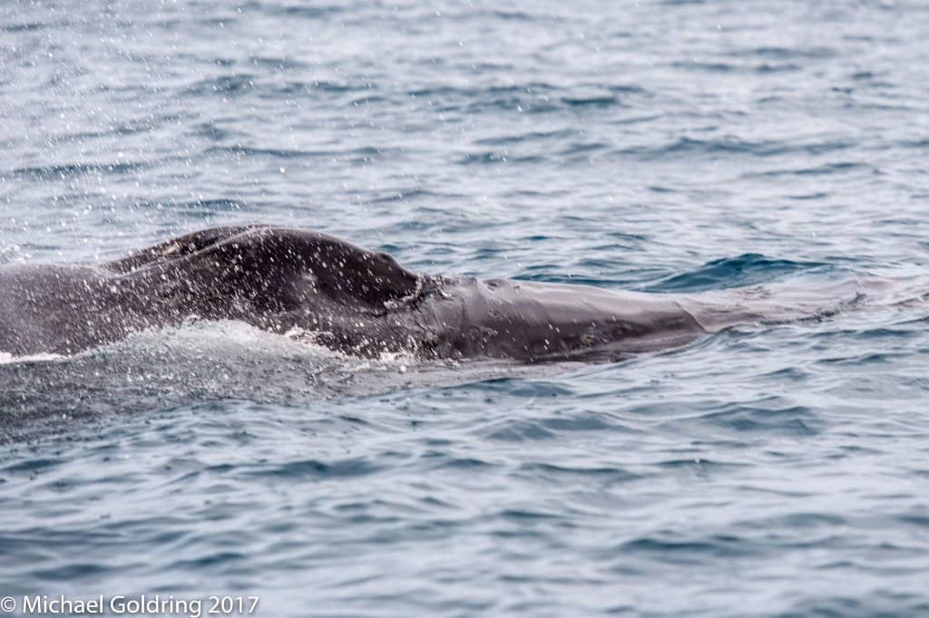 Diverse Shark Species