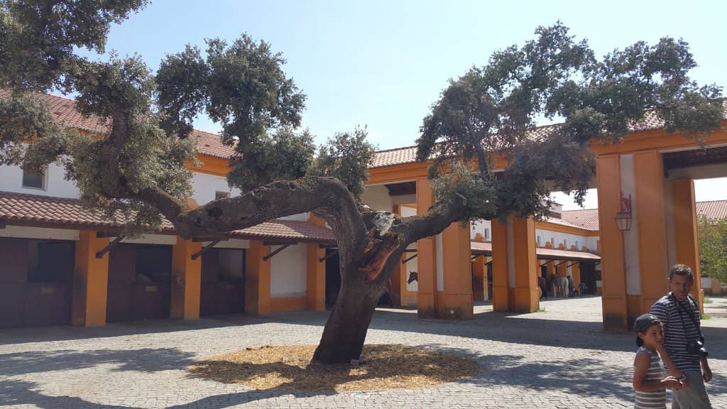 Falconry Demonstration