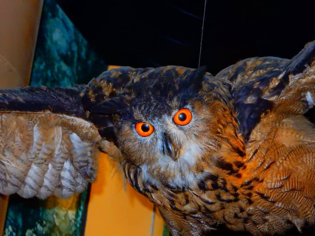 Multimedia Nature Presentations